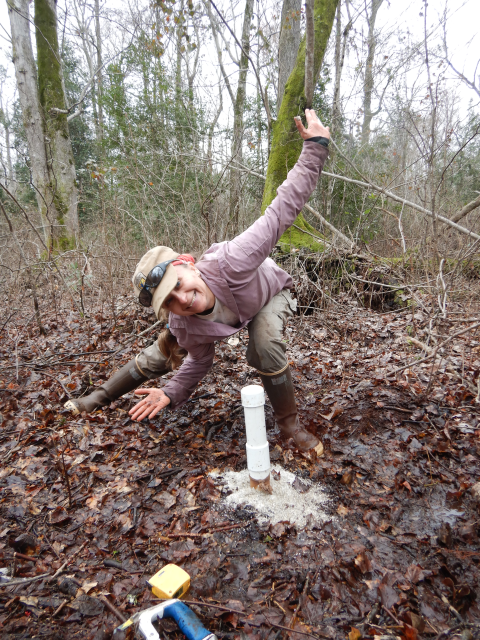 A hydrologist posing next to 3 inch, white PVC pipe that's sticking out about 12 inches above the ground in a forested swamp.