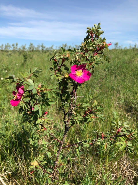 A bright pink prairie rose against a blue sky.