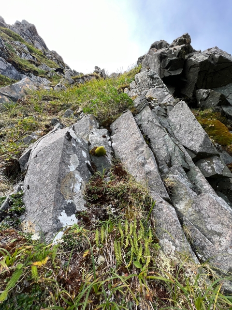 The Aleutian shield fern is nestled into the cliffs.
