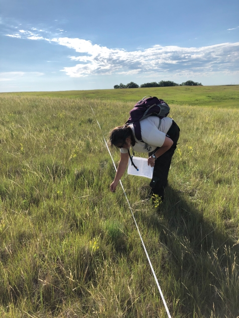 A USFWS employee examines grass during the Native Prairie Adaptive Management vegetation survey.