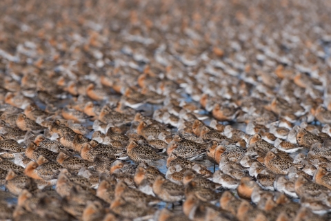 A flock of hundreds of shorebird rest, with their heads tucked.