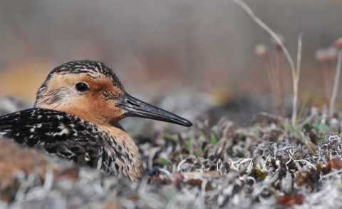 A rufous colored sandpiper sits on its nest on the alpine tundra