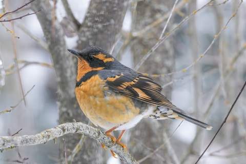 A yellow, brown, and orange bird perched in a tree