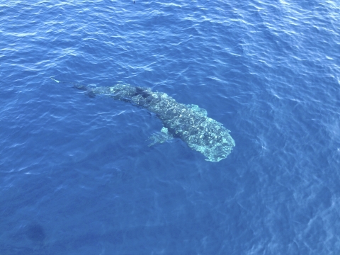 A whale shark at the ocean's surface from above 