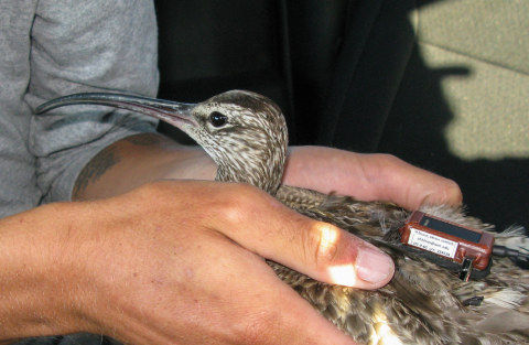 A pair of hands hold a brown and white bird with a long, curved bill that has a small device attached to its back
