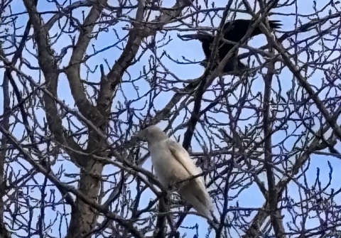 a white raven in a tree with blue sky behind. Another black raven is also in the tree
