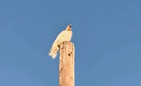 a white bird on a telephone post