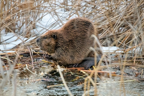 Beaver by water in snow covered environment