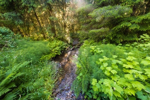A narrow stream is surrounded by lush green vegetation in a pacific northwest coastal forest