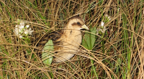 a yellow rail sitting in grass. The bird has a yellow beak and breast and brown feathers on its back.