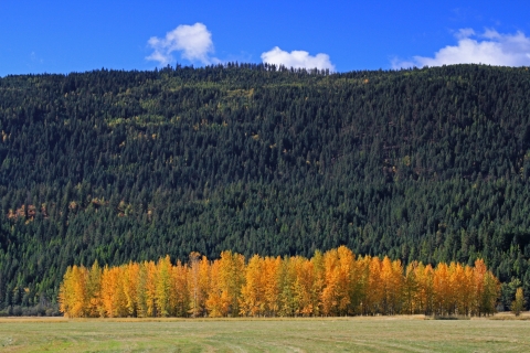 A copse of deciduous cottonwoods shine bright yellow against a backdrop of conifers on a mountainside