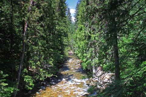 A creek flows through a forest