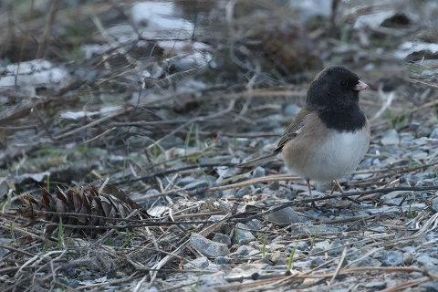 A dark eyed junco blends in with the forest floor