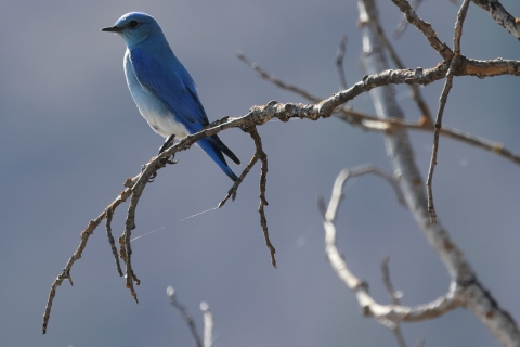 A mountain bluebird perched on a branch