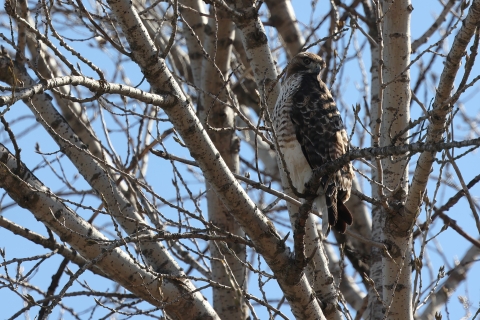 A red tailed hawk sits in a tree