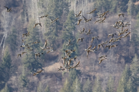 A flock of northern pintails in flight