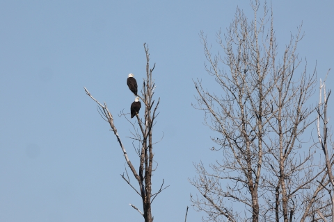 A pair of bald eagles perches in a tree