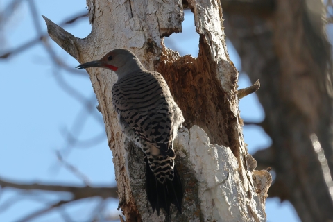 A northern flicker searches for a meal in a snag