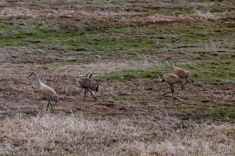 A group of 4 cranes in a field