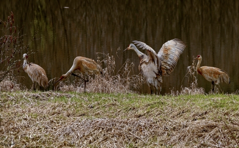 A group of cranes next to a wetland