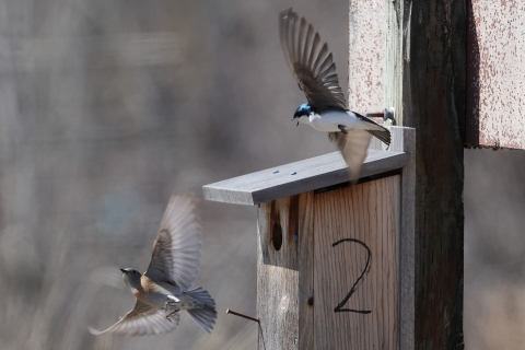A western bluebird and a tree swallow fly close to one another in a dispute over a nearby nesting box