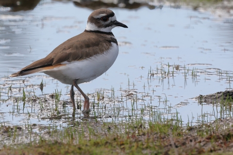 A killdeer standing in a wetland
