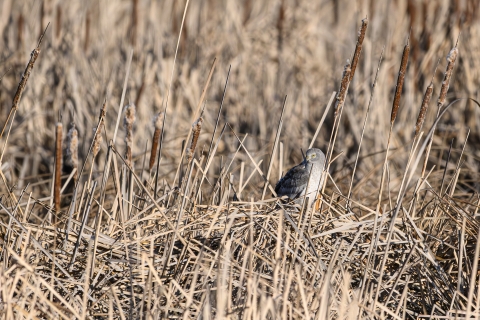 A northern harrier sitting in a wetland