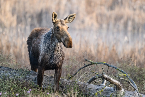 A moose standing next to a fallen log