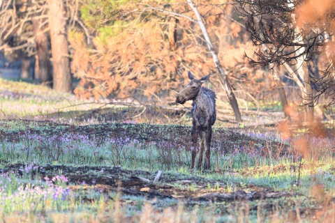 A young moose standing in a field next to some trees