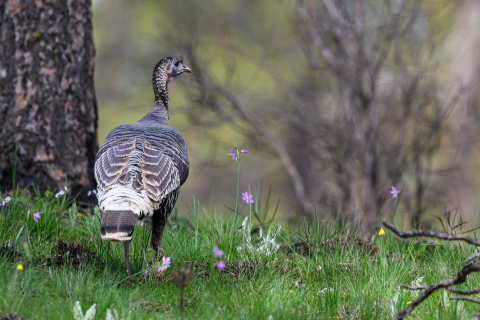 A wild turkey hen stands next to some trees and wildflowers