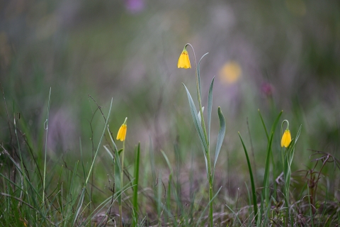 A group of 3 yellow flowers