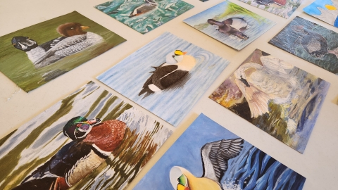 Select entries of Alaska Jr. Duck Stamp 2024