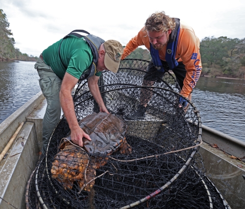 In a flat boat on the Suwannee River, biologists Kevin Enge, FWC, left, and Shea Husband, Nature Coast Biological Station extract a large male Suwannee alligator turtle from a hoop trap. 