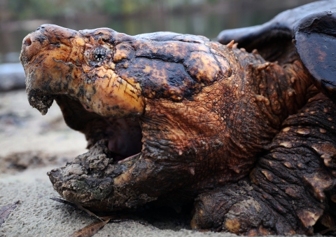 A closeup of a Suwannee alligator snapping turtle on the sandy riverbank shows his mouth agape.