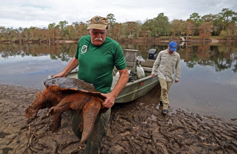 Biologist Kevin Enge, FWC, carries a large male Suwannee alligator snapping turtle from the boat onto the riverbank while Travis Thomas, UF, follows behind him and to the right..
