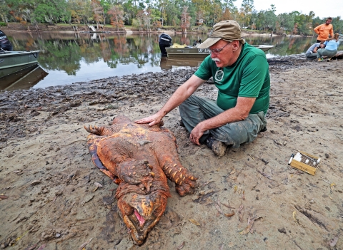 Sitting on the riverbank next to an overturned Suwannee alligator snapping turtle, biologist Kevin Enge, FWC, pauses from measuring the turtle and lays a calming hand on him. 