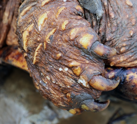A close up shows the long and strong claws of the Suwannee alligator snapping turtle.
