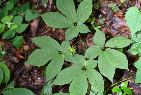 Close-up of an American ginseng plant with four leaves.