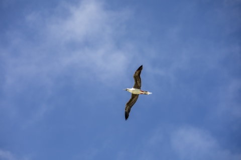 Red-footed booby