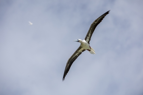 Red-footed booby