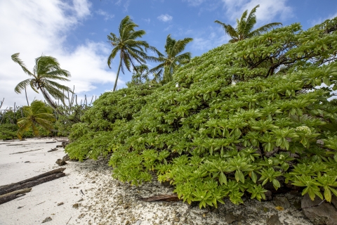 Red-footed booby nesting