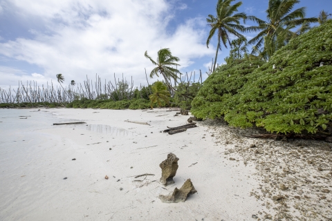 Boobies nesting on beach