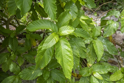 Pisonia tree