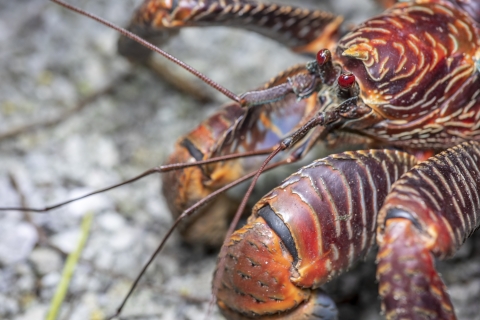 Coconut crab