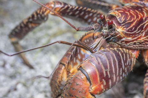 Coconut crab