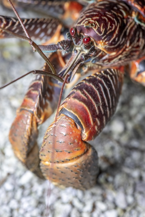 Coconut crab