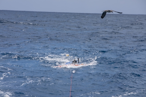 Snorkeler surveying for crown-of thorns starfish