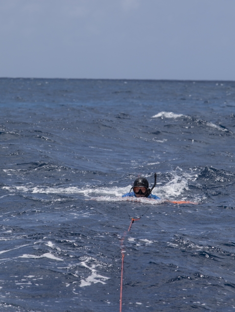 Snorkeler surveying for crown-of-thorns starfish