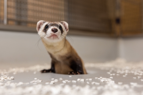 A black-footed ferret poking their head out of a tube in their enclosure.