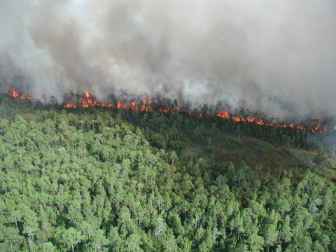 aerial view of large flames burning in tree tops with line of smoke behind and green trees in foreground